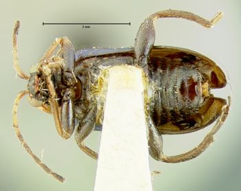 Media type: image;   Entomology 33872 Aspect: habitus ventral view